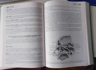 Lirbos Anatomía Humana