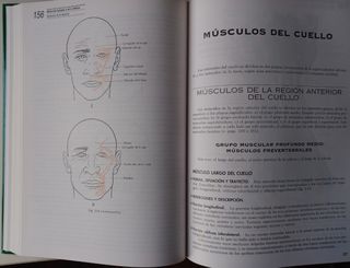 Lirbos Anatomía Humana