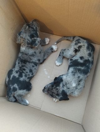 CUIDADOR/A DE PERROS PRECIO POR MES