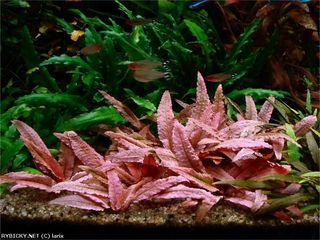 CRYPTOCORYNE FLAMINGO Planta Acuario