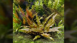 CRYPTOCORYNE WENDTII BROWN Planta Acuario