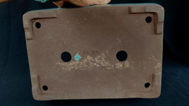 Maceta bonsai de Yamaaki 🇯🇵