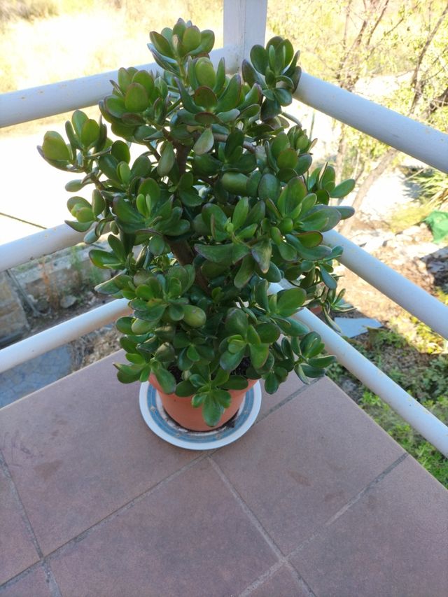 Árbol de Jade.planta suculenta a punto de floracio