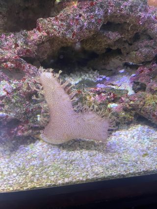 acuario marino completo