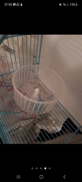 Jaula para hamster