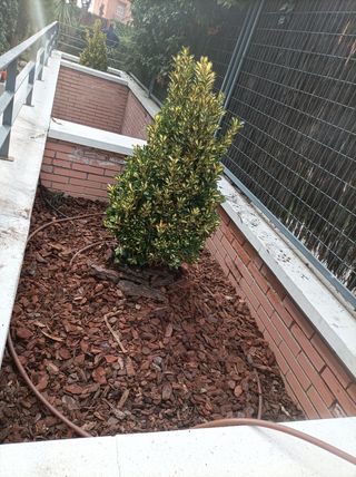 Servivios de Jardinería