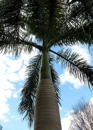 Semillas Palmera Real Cubana