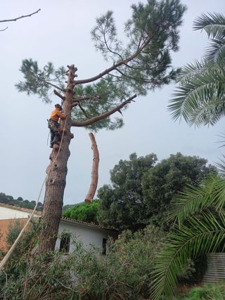 tala poda de palmeras i árboles limpieza parcelas 
