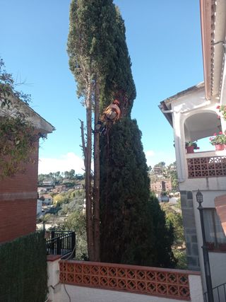 tala poda de palmeras i árboles limpieza parcelas 