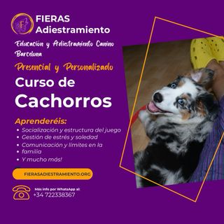 Educación y Adiestramiento Canino