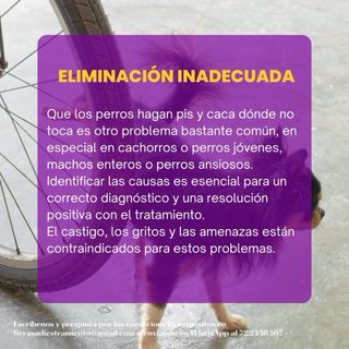 Educación y Adiestramiento Canino