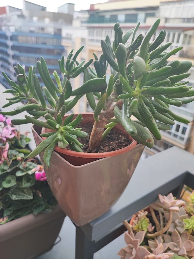 Crassula ovata 'Gollum'