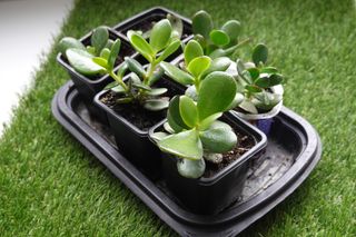 Planta Árbol de Jade En Maceta ( crassula ovata )