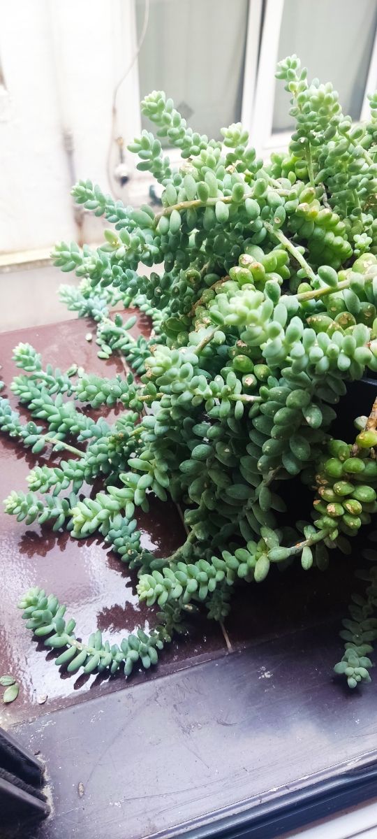 sedum burrito
