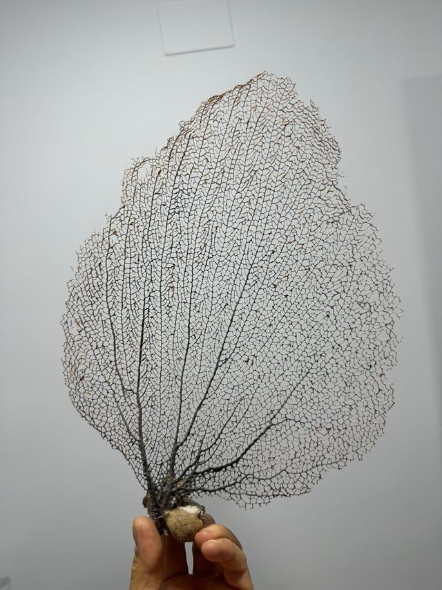 Esqueleto coral abanico de mar (Gorgonia)