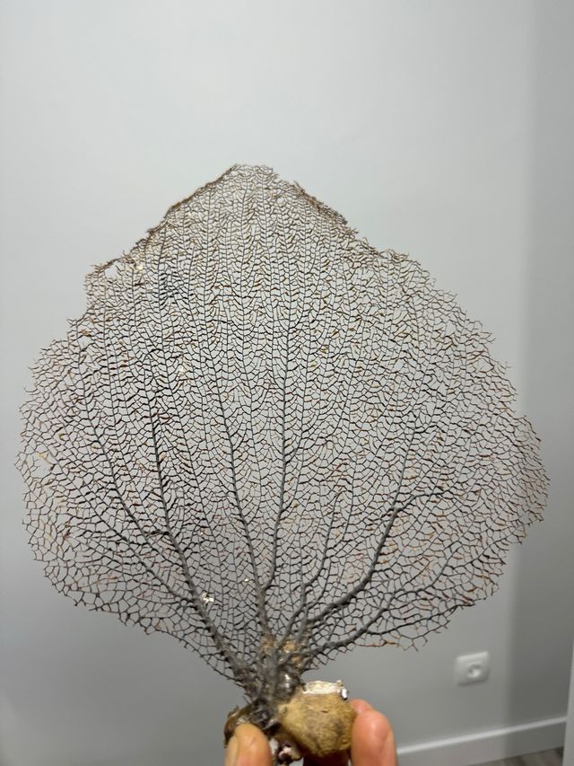 Esqueleto coral abanico de mar (Gorgonia)