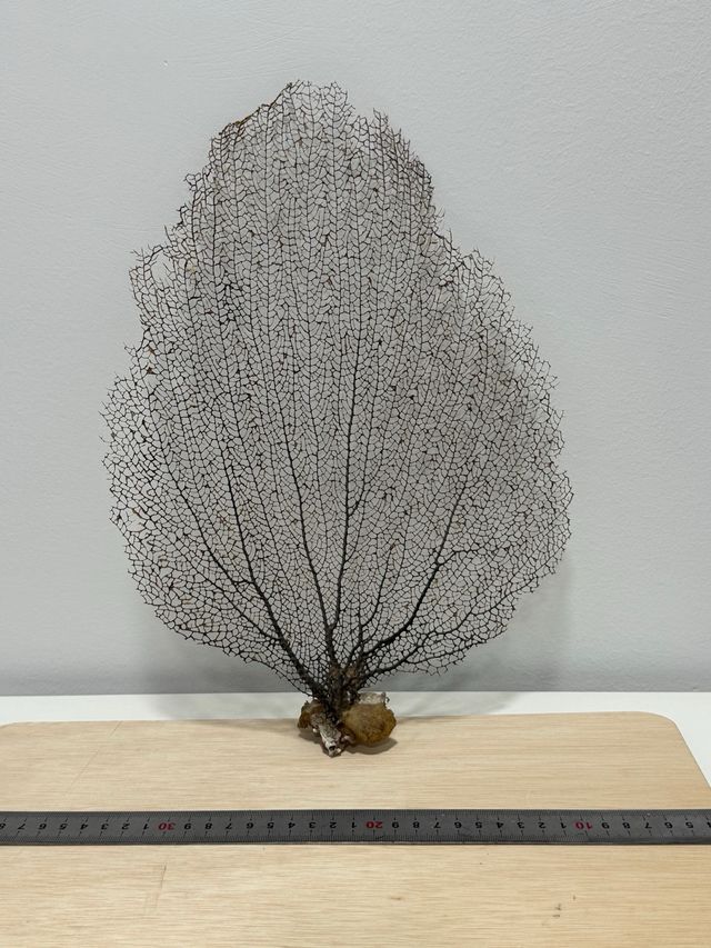 Esqueleto coral abanico de mar (Gorgonia)