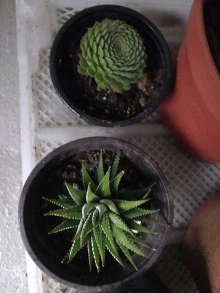 Plantas naturales
