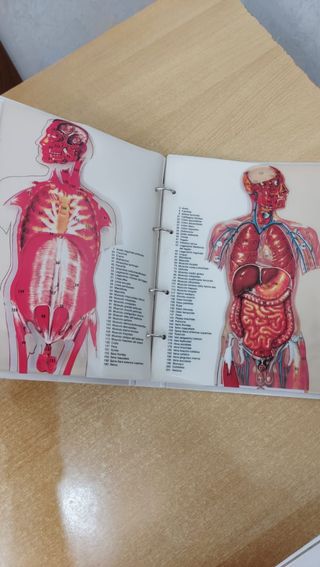 Esplorando il corpo umano serie completa