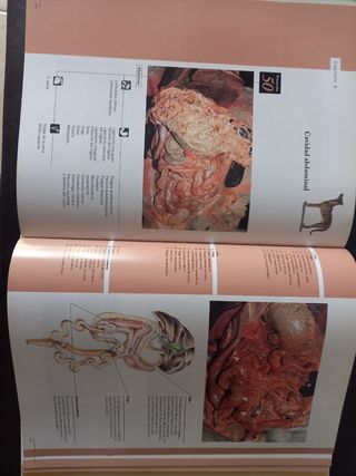 Anatomía del Perro 