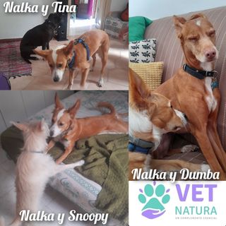 Guarderia y paseo de Perros