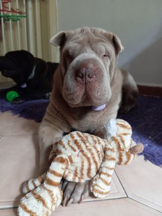 Guarderia y paseo de Perros