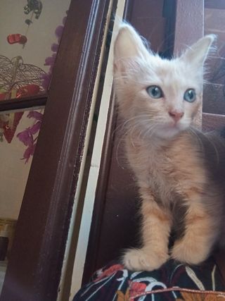 Guarderia y paseo de Perros