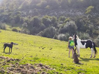 Adiestramiento, guardería canina, paseos...
