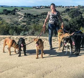 Adiestramiento, guardería canina, paseos...