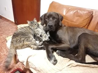 Adiestramiento, guardería canina, paseos...