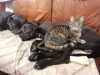Adiestramiento, guardería canina, paseos...
