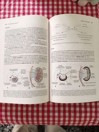 Embriología médica