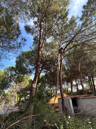 PODA Y TALA