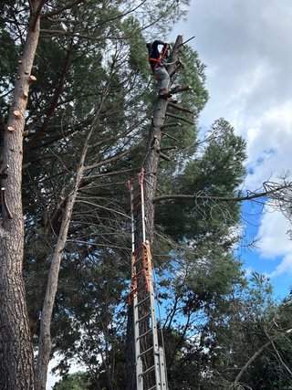 PODA Y TALA