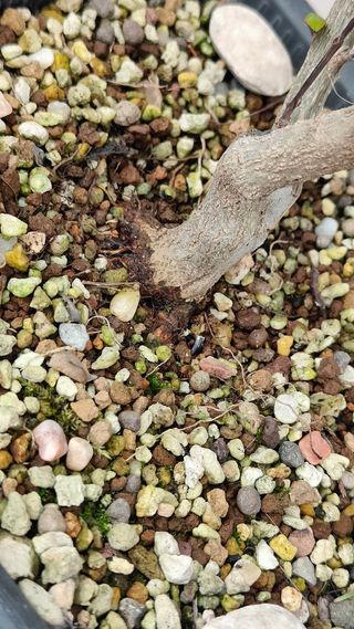 Prebonsai Granado Nejikan bonsai