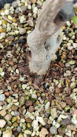 Prebonsai Granado Nejikan bonsai