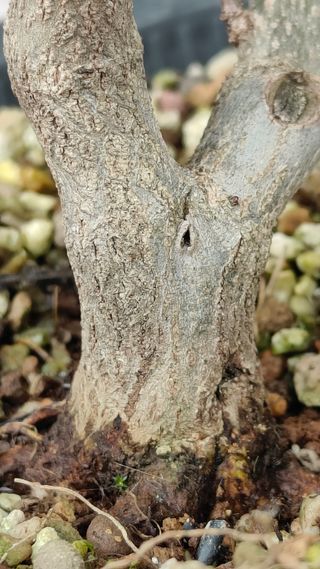 Prebonsai Granado Nejikan bonsai