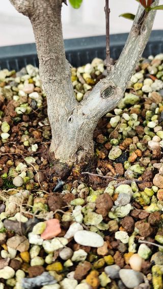 Prebonsai Granado Nejikan bonsai