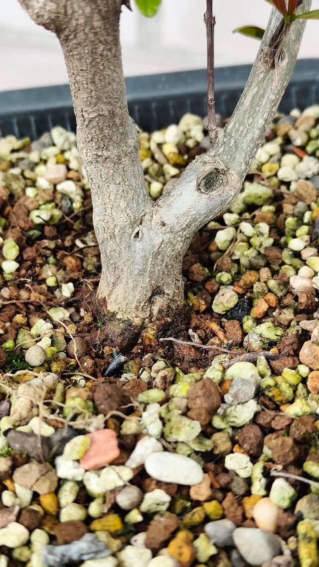 Prebonsai Granado Nejikan bonsai