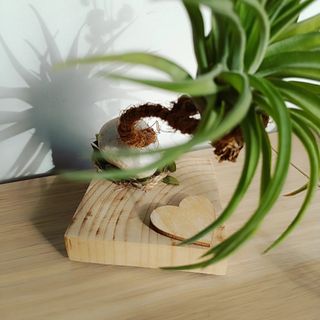 Planta aérea en base de madera