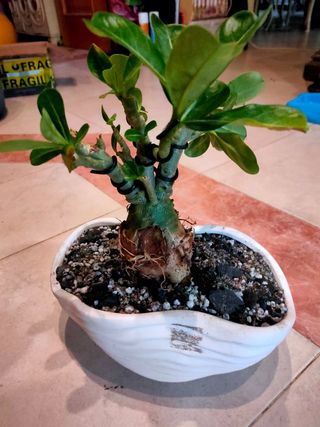 Bonsái Adenium, Rosa del desierto