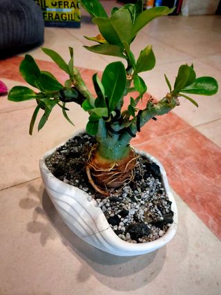 Bonsái Adenium, Rosa del desierto