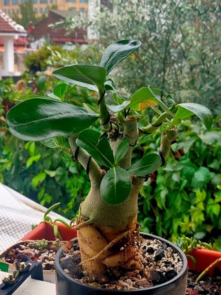 Bonsái Adenium, Rosa del desierto