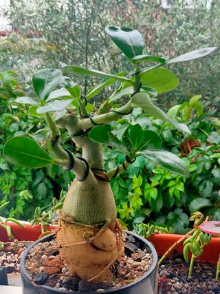 Bonsái Adenium, Rosa del desierto