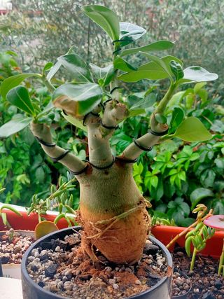 Bonsái Adenium, Rosa del desierto