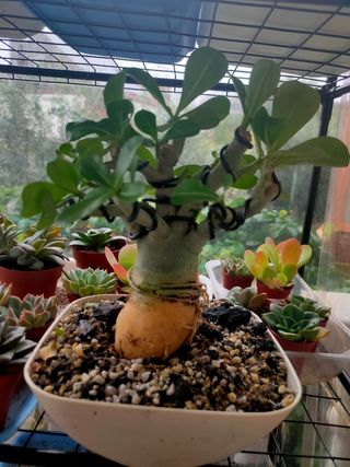 Bonsái Adenium, Rosa del desierto