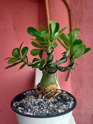 Bonsái Adenium, Rosa del desierto