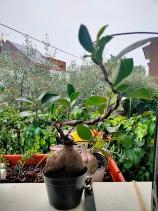Bonsái Adenium, Rosa del desierto
