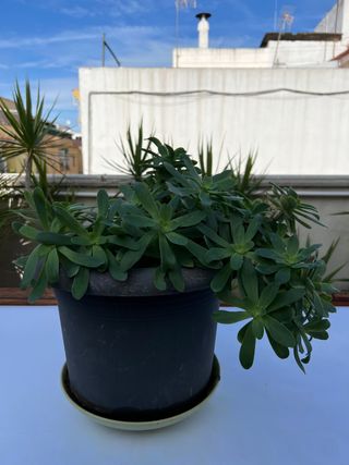 planta suculenta