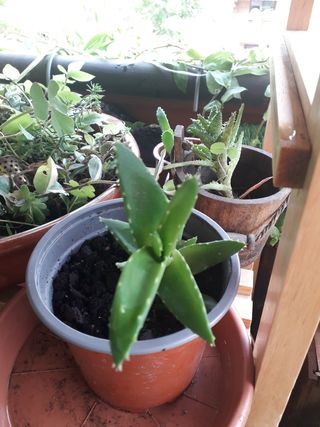 Planta de sabila  o aloe vera pequeña